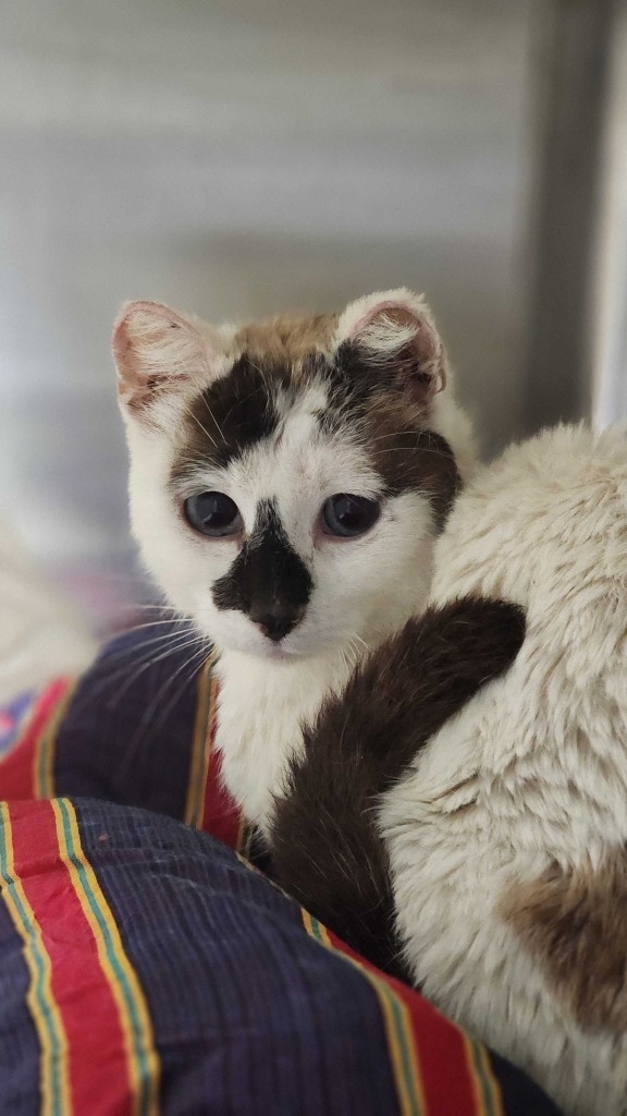 Hedwig, an adoptable Domestic Short Hair in Minot, ND, 58702 | Photo Image 2