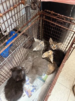 Brinley, Baby Female Domestic Short Hair