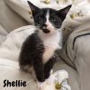 Shellie photo 1
