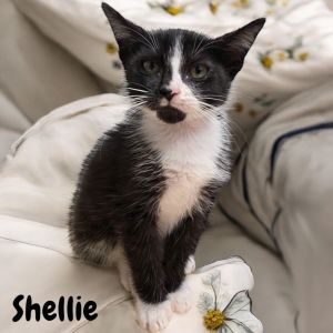 Shellie, Baby Female Domestic Short Hair