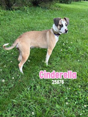 Cinderella is a sweet young pup with a heart full of love She absolutely adores people and soaks up