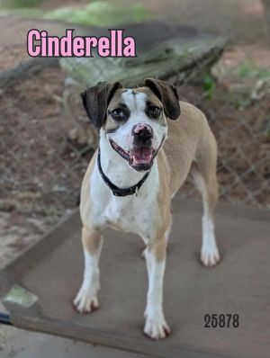 Cinderella Jack Russell Terrier Dog