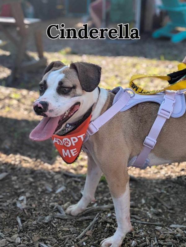 Cinderella