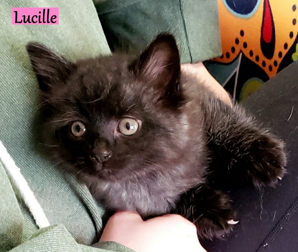 Lucille