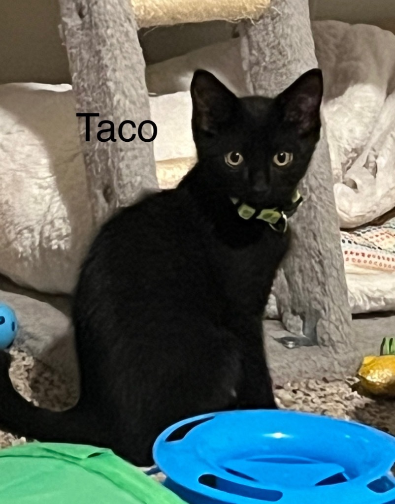 Taco