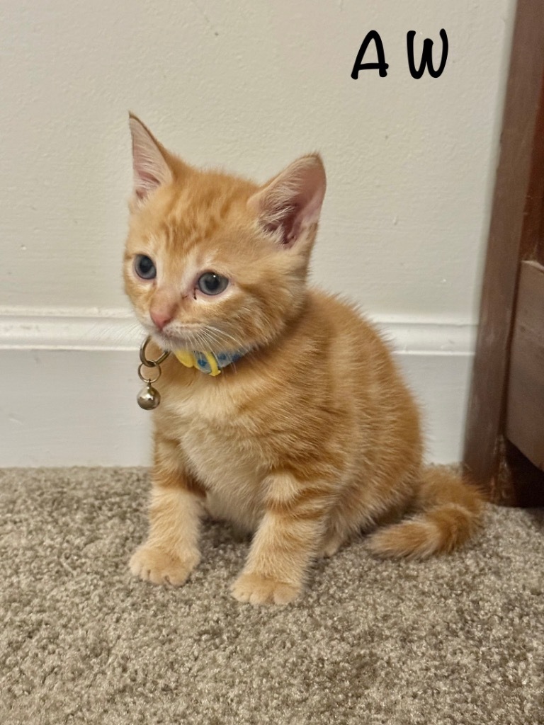 AW