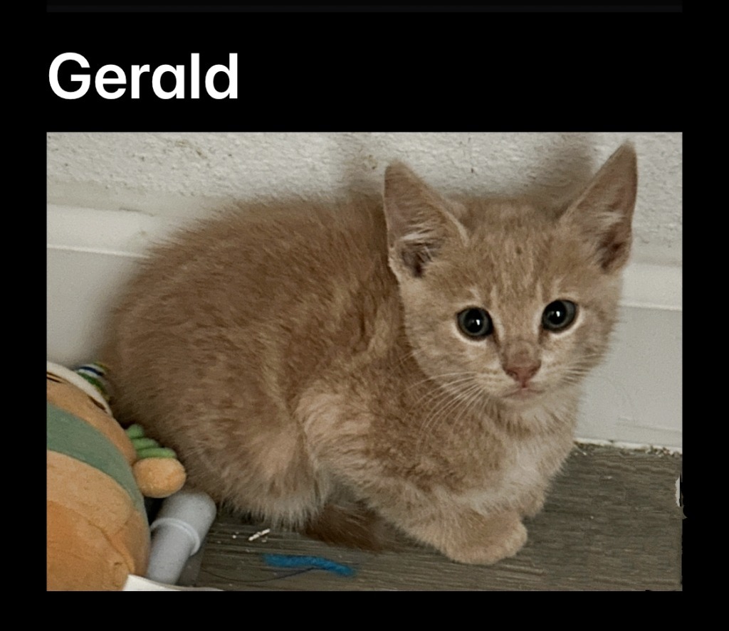 Gerald