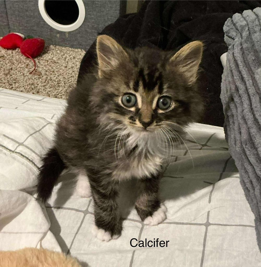 Calcifer