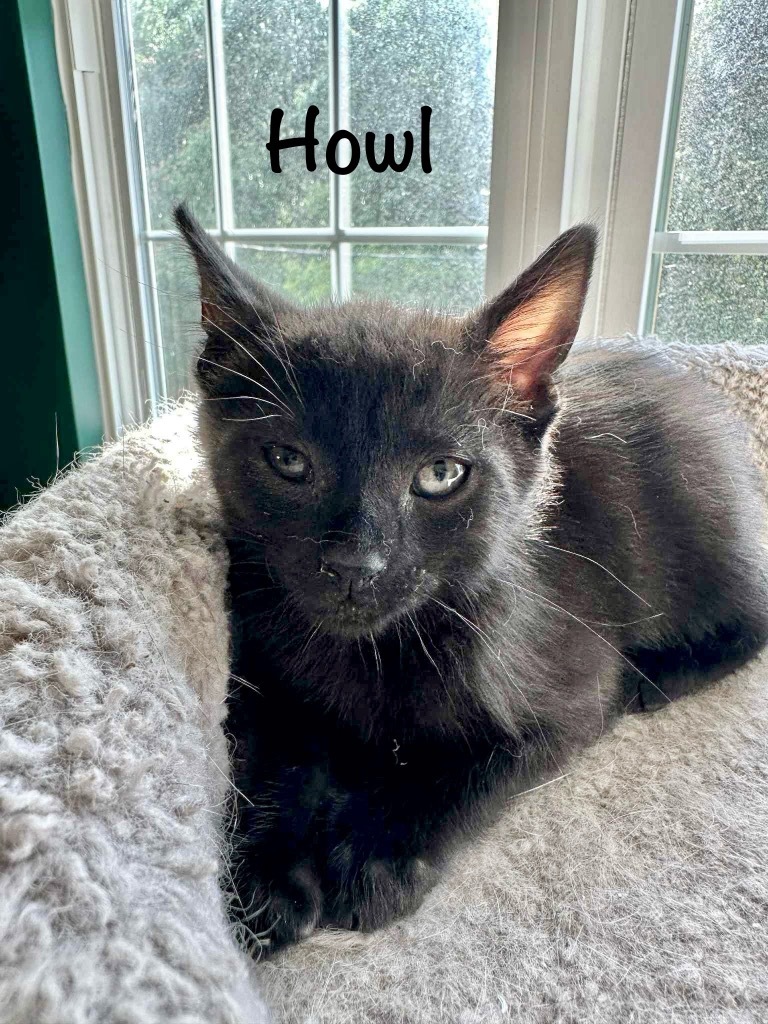 Howl