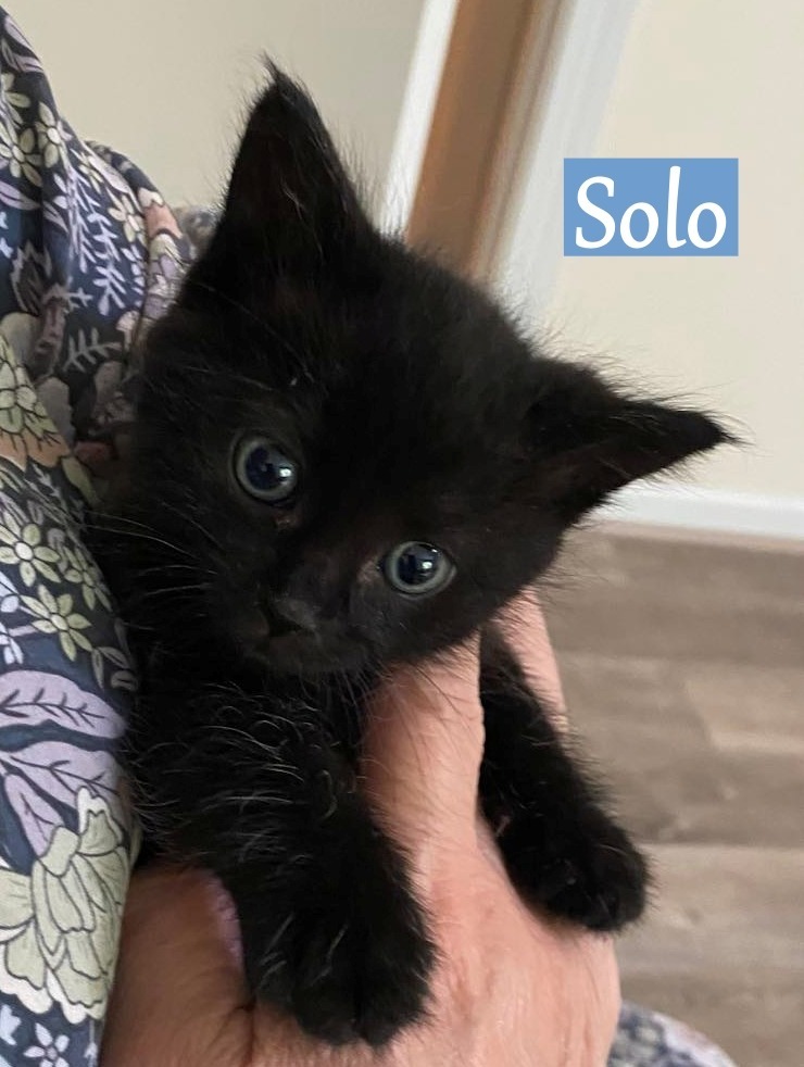 Solo