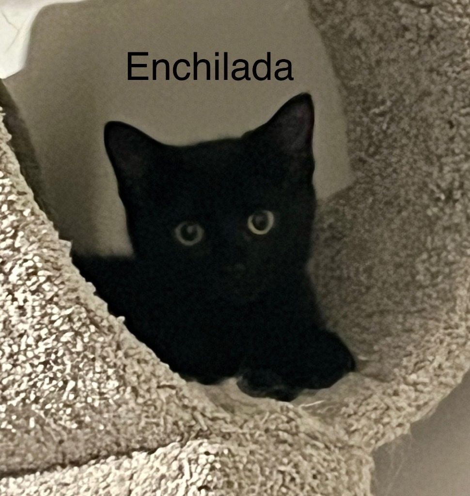 Enchilada
