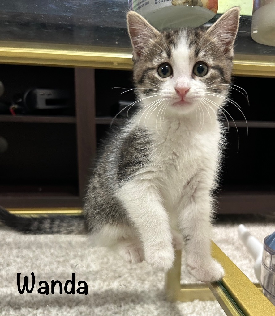 Wanda
