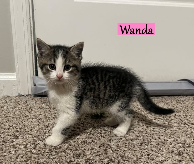 Wanda