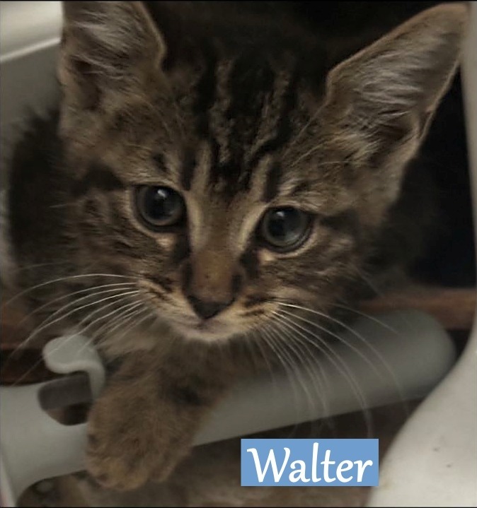 Walter