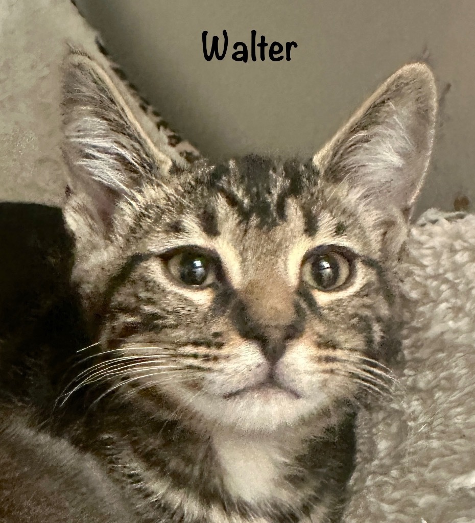 Walter