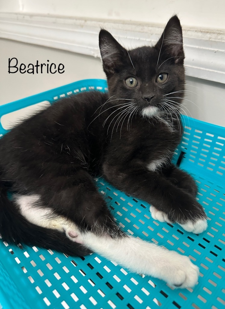 Beatrice (Bea)