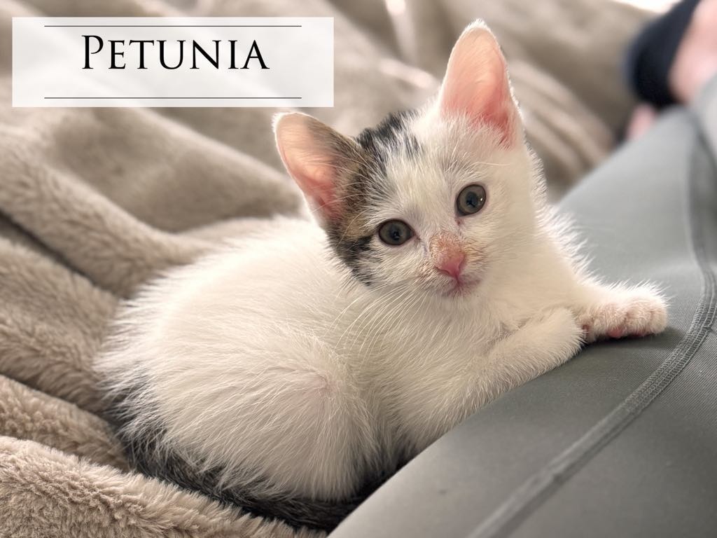 Petunia