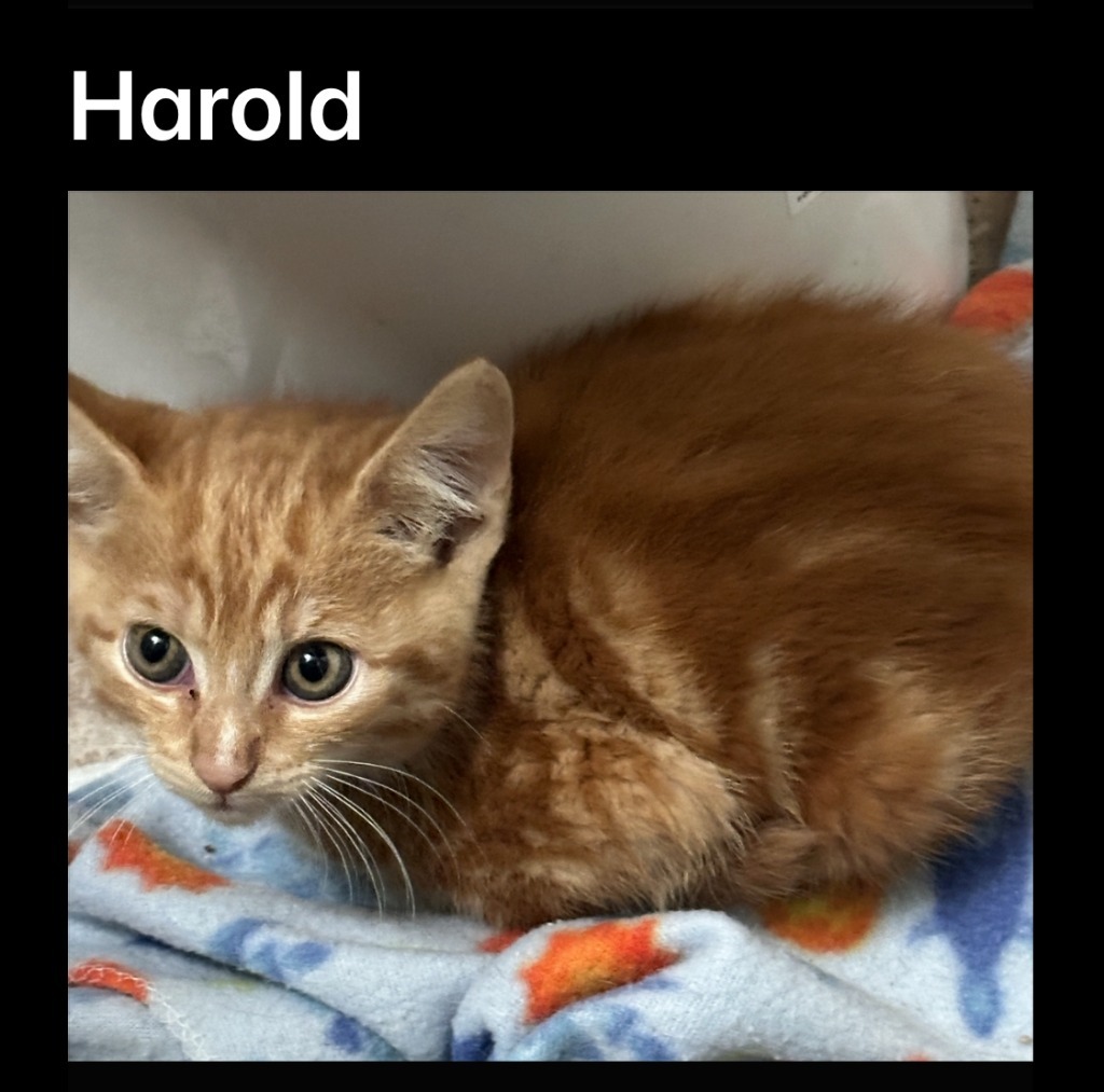 Harold