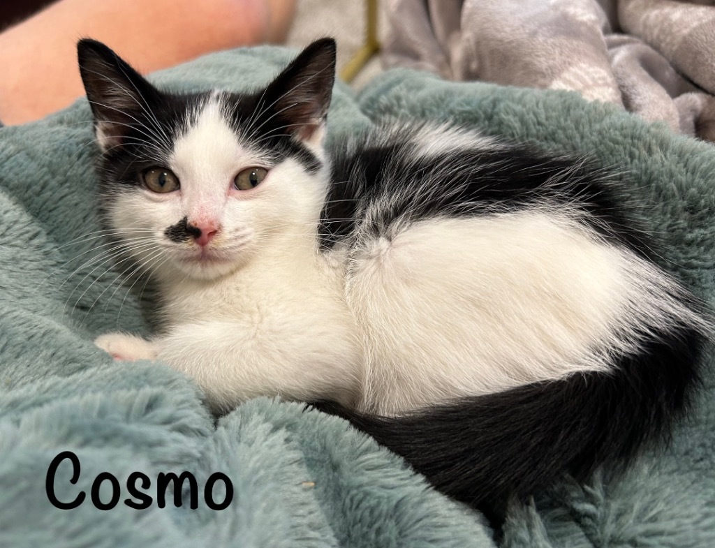 Cosmo