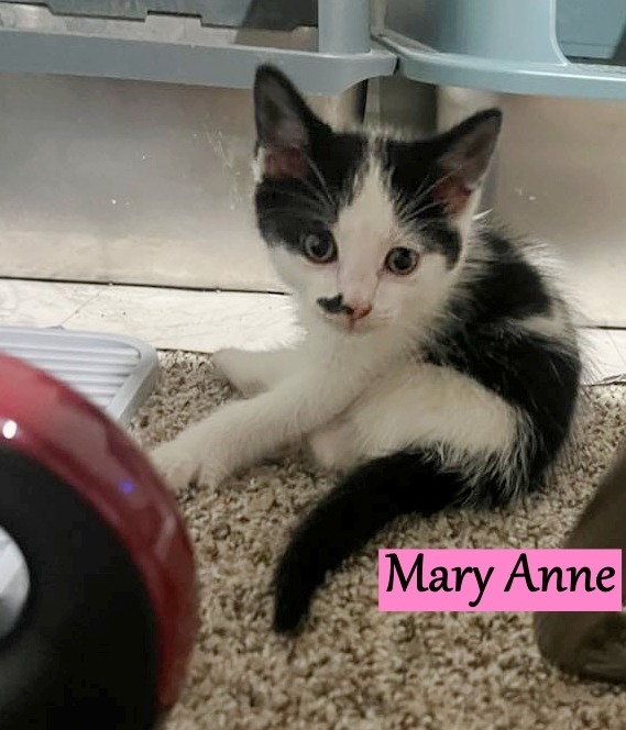 Mary Anne