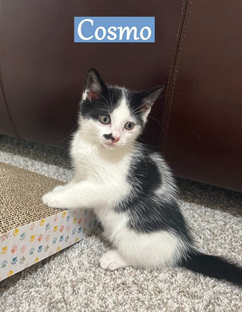 Cosmo