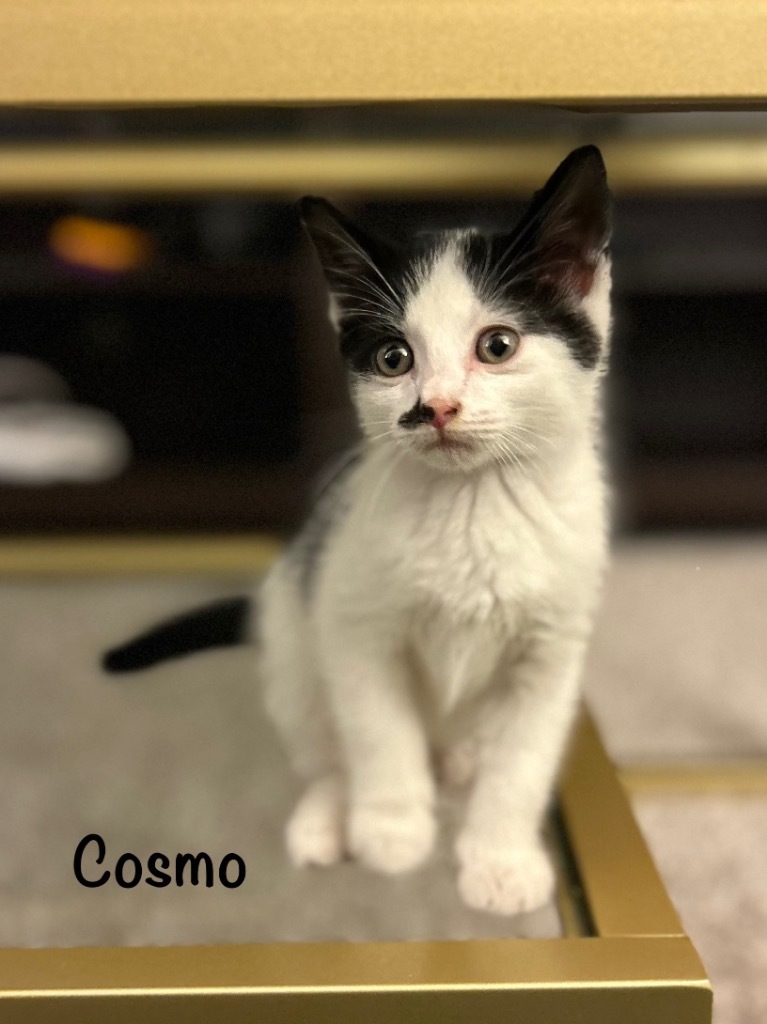 Cosmo