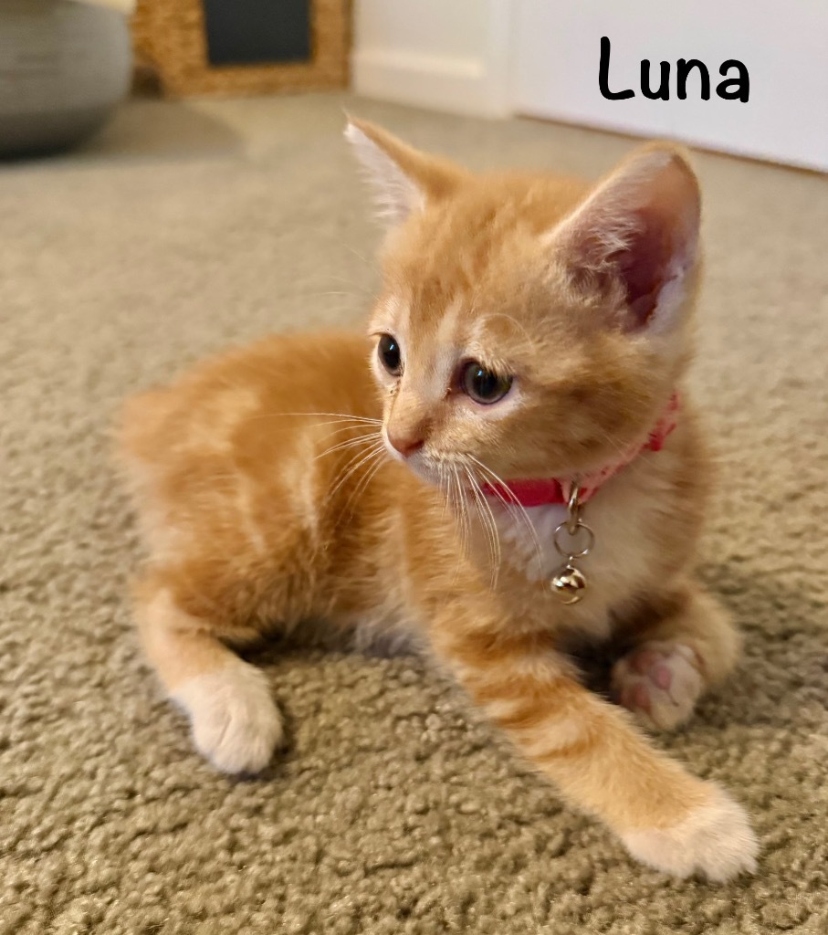 Luna (Kitten)