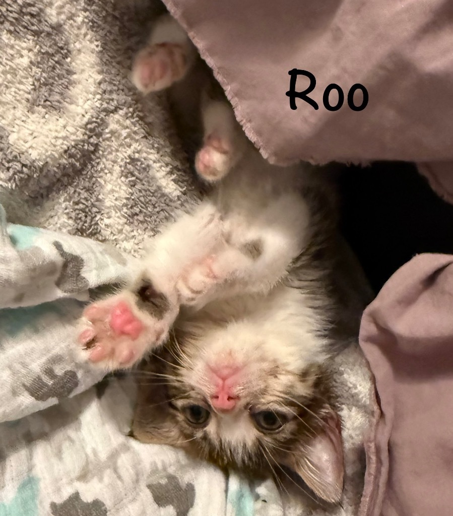 Roo