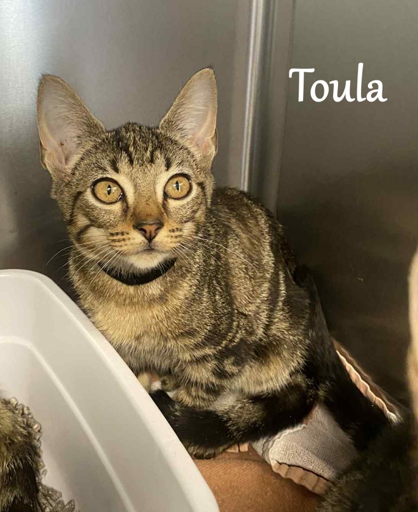 Toula