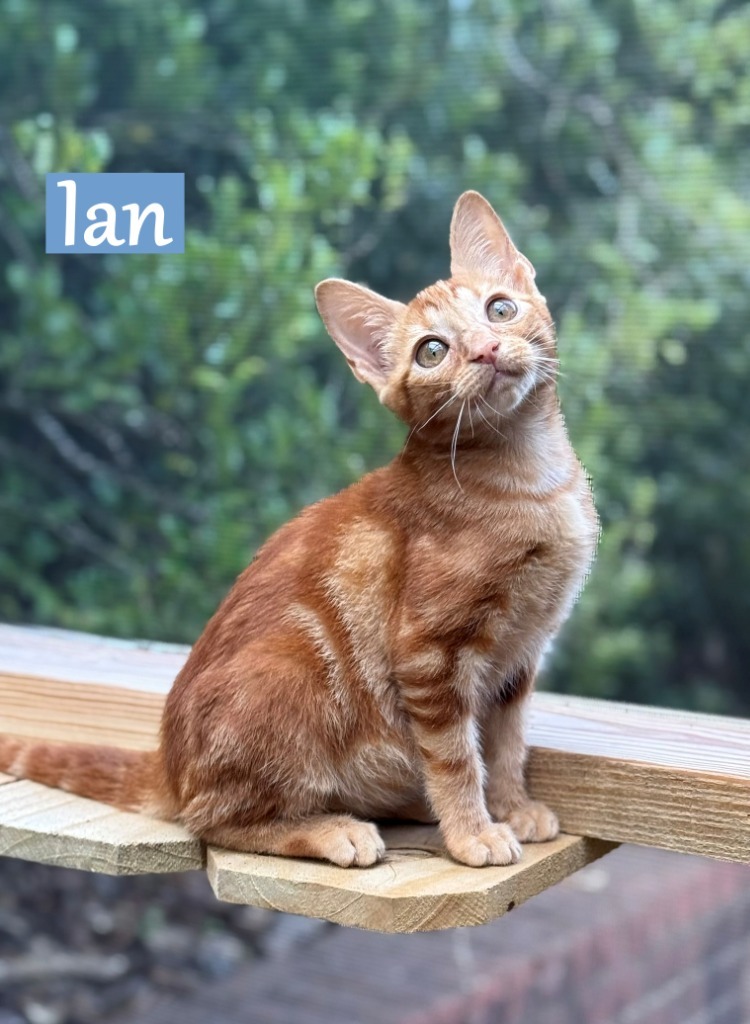 Ian