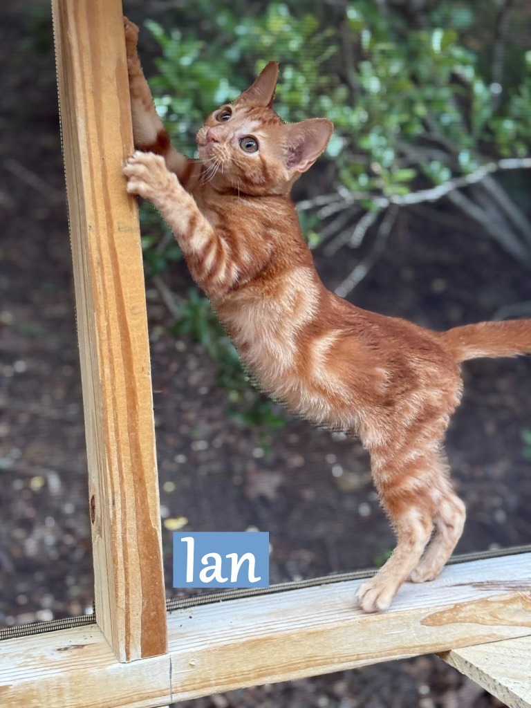 Ian