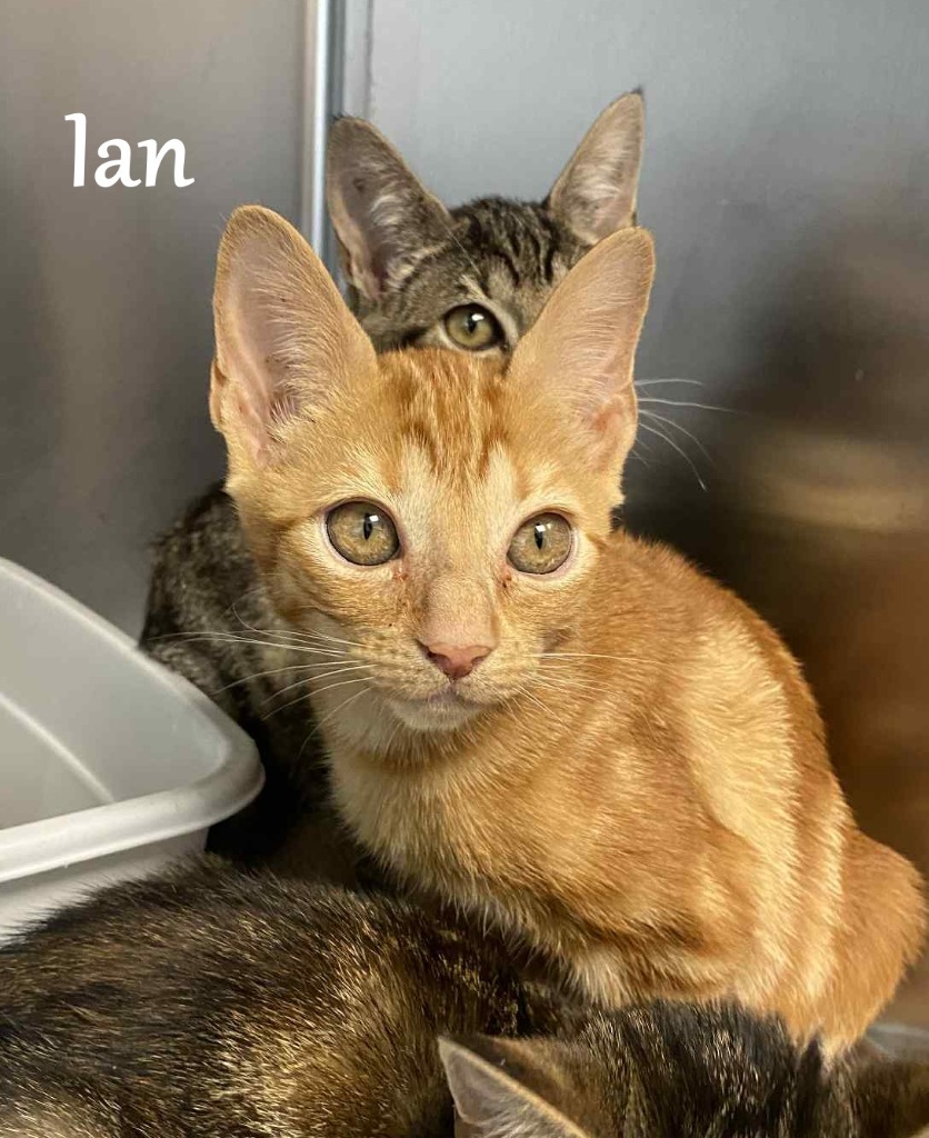 Ian
