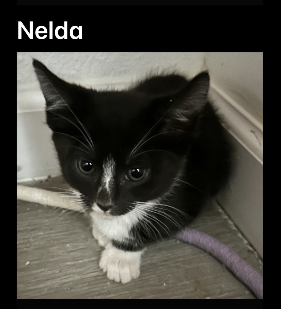 Nelda