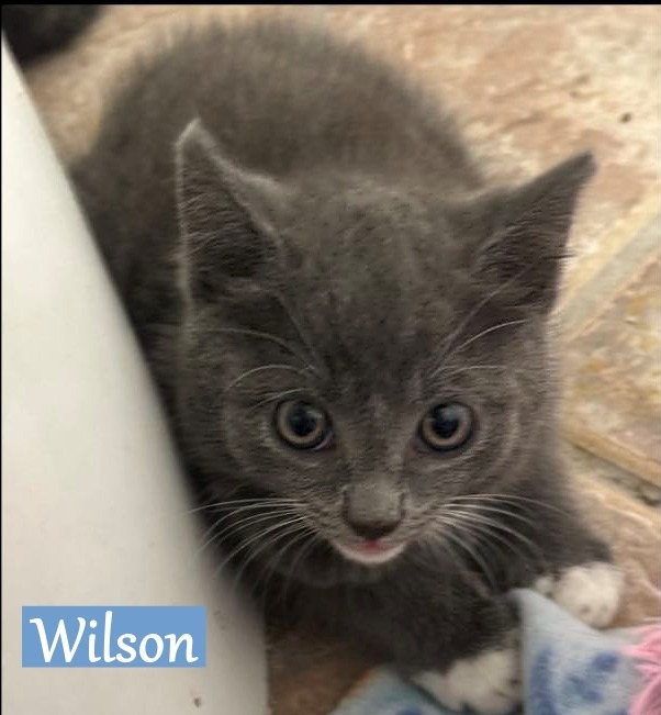 Wilson