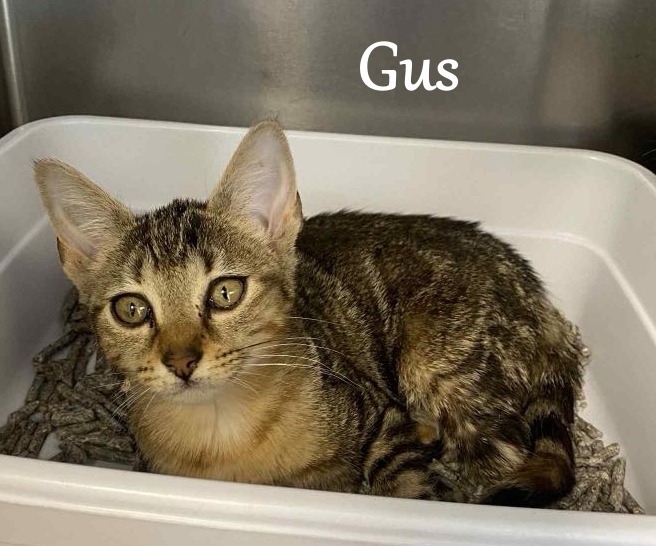 Gus