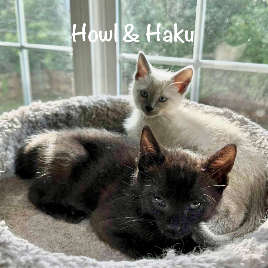 Haku