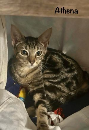 Athena, Baby Female Domestic Short Hair