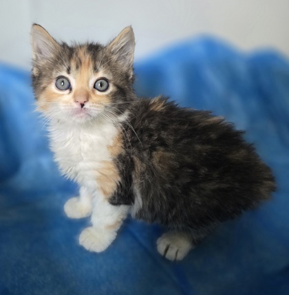 Cinnamon