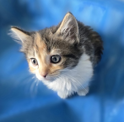 Cinnamon