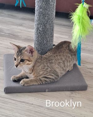 Brooklyn, Baby Female Domestic Short Hair
