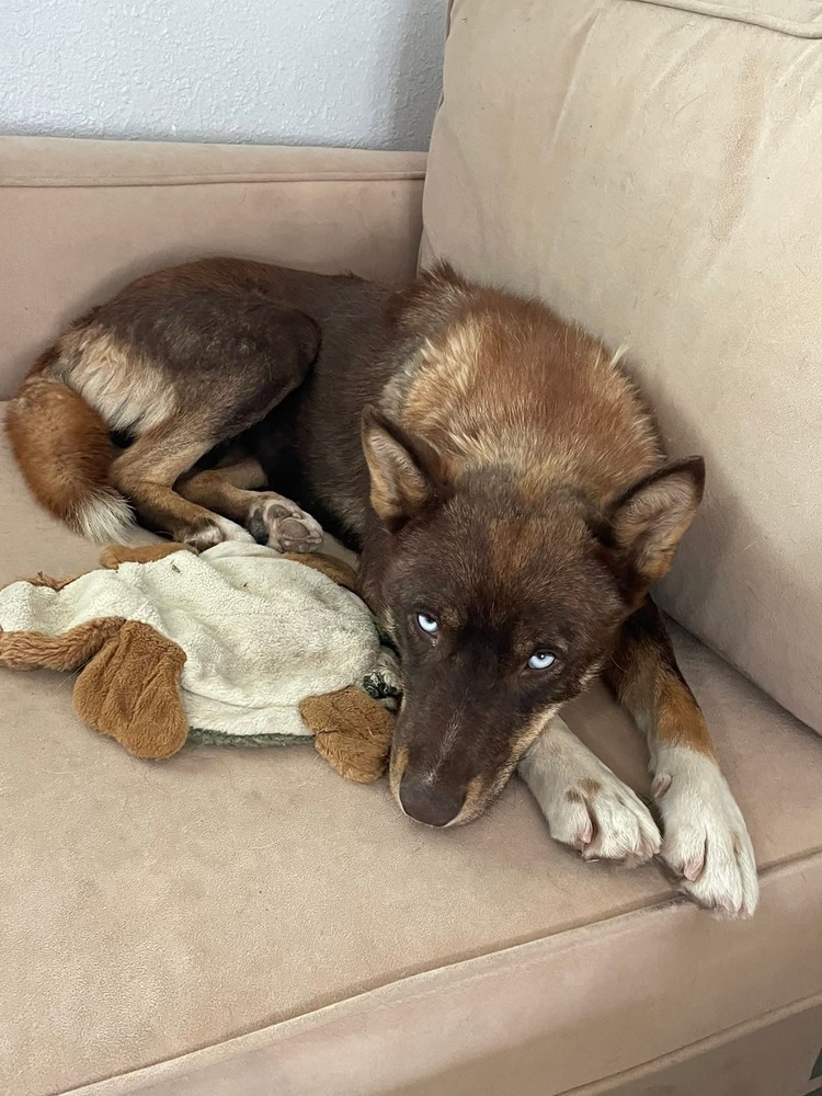 Blue Bonnet, an adoptable Husky in Gallup, NM, 87301 | Photo Image 1