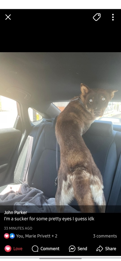 Blue Bonnet, an adoptable Husky in Gallup, NM, 87301 | Photo Image 2
