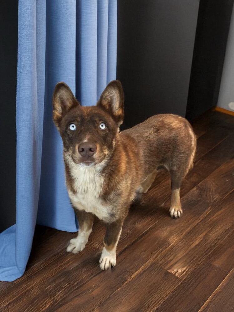 Blue Bonnet, an adoptable Husky in Gallup, NM, 87301 | Photo Image 3