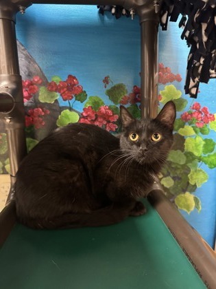 Venus, an adoptable Domestic Short Hair in Harbor Springs, MI, 49740 | Photo Image 1