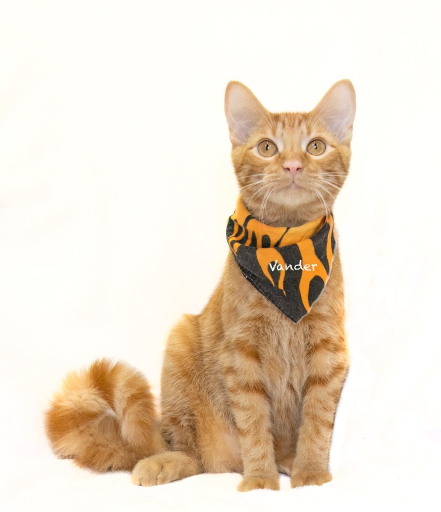 Vander, an adoptable Domestic Short Hair in Hot Springs Village, AR, 71909 | Photo Image 1