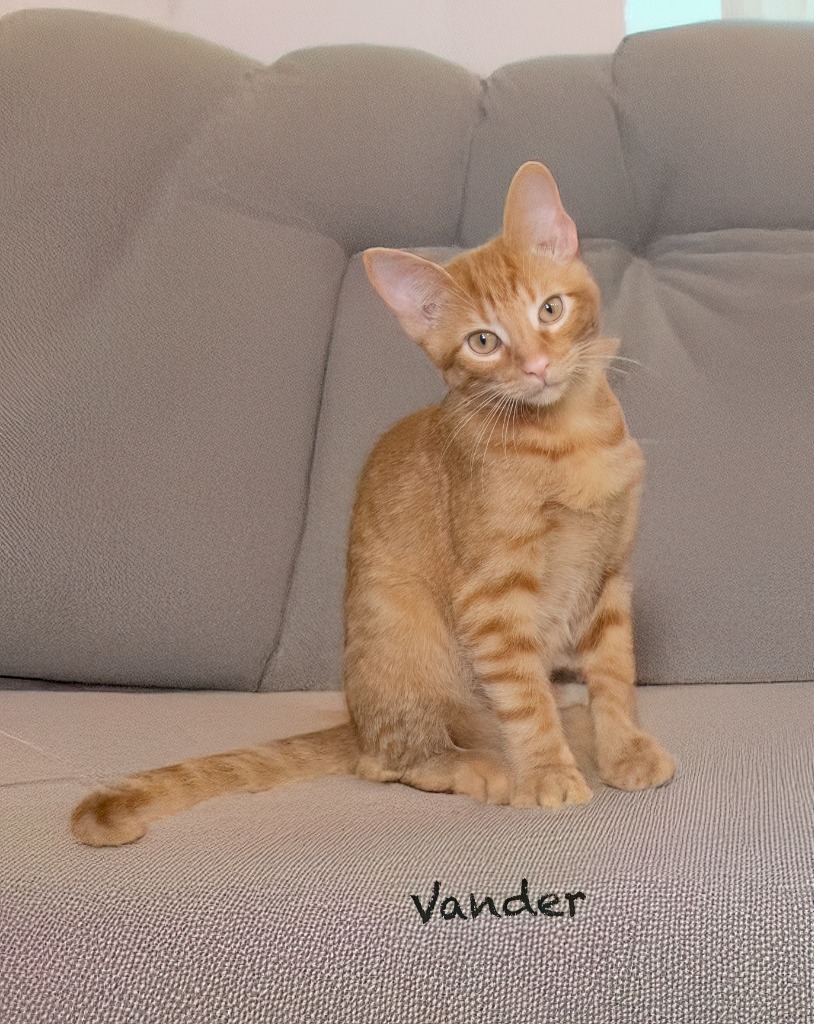 Vander, an adoptable Domestic Short Hair in Hot Springs Village, AR, 71909 | Photo Image 2