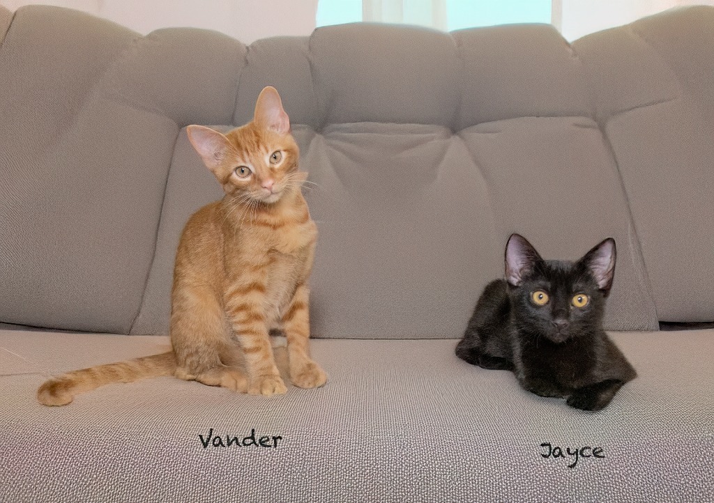 Vander, an adoptable Domestic Short Hair in Hot Springs Village, AR, 71909 | Photo Image 3