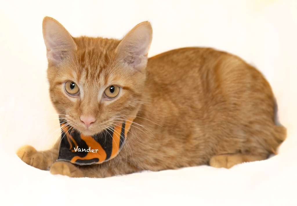 Vander, an adoptable Domestic Short Hair in Hot Springs Village, AR, 71909 | Photo Image 4