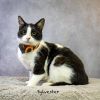 Sylvester photo 1
