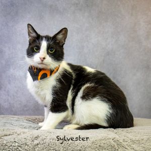 Sylvester, Adult Male Domestic Short Hair